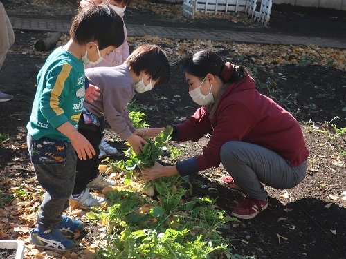 大根どこかな？.JPG