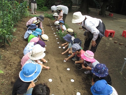 大根種まき.JPG